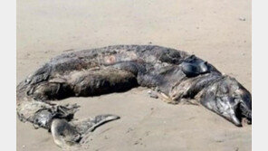 미스터리 바다 괴물…방사능에 오염된 변종?