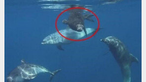 표범 구출한 돌고래…“사람 보다 낫구나”