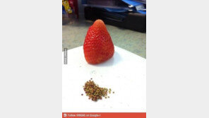 씨앗 뺀 딸기  “난 왜 이게 징그럽지?”