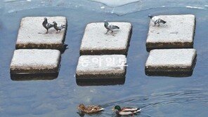 [포토 에세이]“오리야, 나 처럼 건너봐 이렇게”