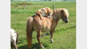 낮잠자기 좋은 곳…“한번 달려볼까?”