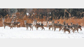 [제주]제주 노루 ‘유해동물’ 됐다