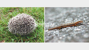 도마뱀이 물 위를 두 발로 달리는 까닭은?