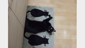 ‘들킨거냥’ 진짜 고양이는?…못 본 척 해주고 싶어