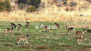 [제주]멸종위기에서 ‘공공의 적’ 된 제주 야생노루
