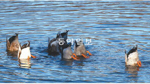 [포토 에세이]일곱마리 오리의 수중발레