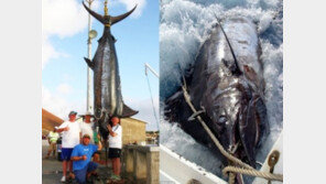 599kg 괴물 청새치…그물이 아닌 낚싯대로? 어떻게…