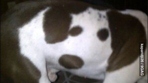 개에 그려진 개 “설마 주인이 일부러…?”