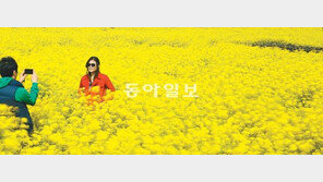 [포토 에세이]노란 물결 일렁이는 제주의 봄바다