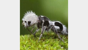 판다 닮은 개미, 머리가 왜이리 큰가 했더니…