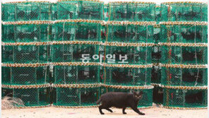 [포토 에세이]“문어냄새가 코끝을 스치네…”