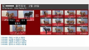 투견 도박 사이트 국내 첫 등장 “눈뜨고 못 봐”