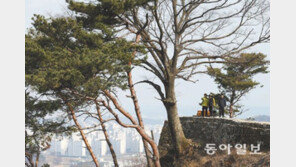 [수도권/두근두근 메트로]삼남길 따라 7km… 솔향기 솔솔 개나리 방긋