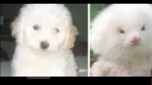 ‘누구냐? 넌” 족제비를 토이 푸들인 줄 알고…