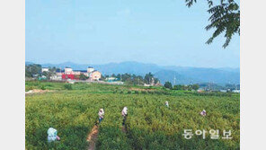 [Home&Dream]강원비타민나무영농조합, 필지당 분양가 1656만 원