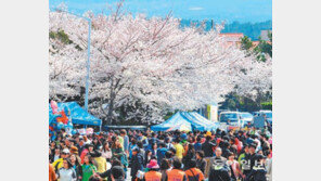 [제주]해외 인기 왕벚나무… 원산지 제주선 홀대