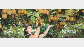 [헬스&뷰티]달콤새콤 섬유질 풍부… 키위, 변비 해결사