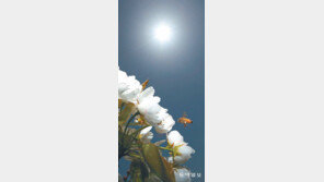 [포토 에세이]고마워, 꿀벌아