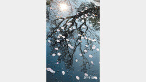 [포토 에세이]꽃비, 흠뻑 맞고 싶다