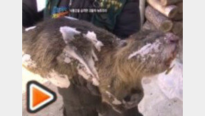 [영상] 낙동강 괴물쥐  ‘1m 넘는 엄청난 크기’... 피해 급증