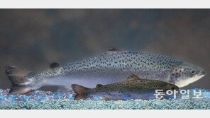 ‘속성 연어’ 국내 식탁 올라올까