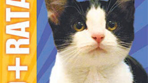 멕시코에서 고양이가 시장 후보로 나서 인기