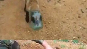 유리병에 머리 낀 여우, 어쩌다가 유리병에 머리가…