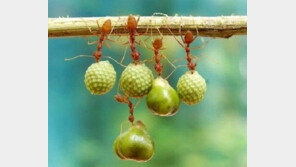 열매 매달린 개미… ‘개미 계의 수퍼맨이네~’