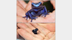 맹독 파란 개구리 인공번식, 성인 10명 한방에 죽일 수 있는 독