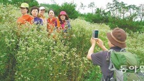 [충북]괴산 ‘산막이옛길’ 망초대꽃 장관… 추억 주렁주렁