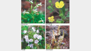 [제주]장구채… 양지꽃… 백리향… 고산식물 손쉽게 관찰