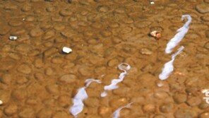 [포토 에세이]조각 물고기떼 보름달 뜨고 밤 12시 되면…