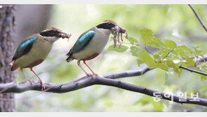 한려해상국립공원서 멸종위기 팔색조 서식지 발견