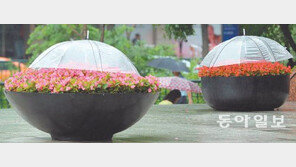 [포토 에세이]조금만 더 힘내렴, 꽃들아!