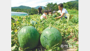 [신나는 공부]‘워킹맘’에게 체험학습은 곤혹?… 휴가지서 해결!