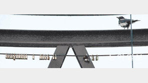 [포토 에세이]하늘이 뚫렸나… 까치도 장맛비 원망?