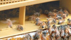 [먹거리 X파일의 X파일]‘착한 꿀’ 취재한 구PD의 위기일발