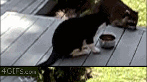 고양이 밥 훔치는 너구리 “얻어맞는 너구리, 그래도 표정은…”