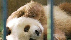 세상 하나 뿐인 희귀한 ‘갈색 판다’ 신기하네~