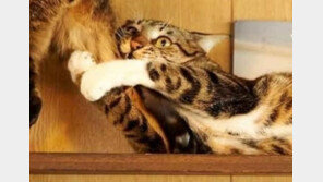 “애처롭네~” 고양이 커플 ‘결별’ 사진 화제