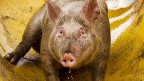 돼지 위해 설치한 슬라이드 “이곳이 돼지들의 천국”