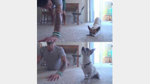 [영상]요가하는 치와와, 구령 맞추다 중간중간 눈치보네!