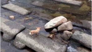 혼자 노는 ‘천재’ 개 지구촌 화제 “귀여워~”