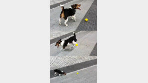 혼자노는 천재 개…이번엔 계단에서!