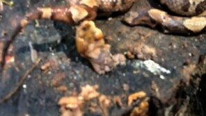 두 토막으로 잘린 독사 머리가 자신의 몸통을 콱! 충격 영상