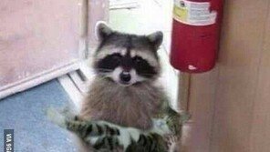 고양이 데려온 너구리 ‘얘 키우면 안 될까’ 귀요미 발산