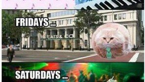 ‘고양이로 보는 일주일’ 표정변화 대공감 “지금 내 표정은?”