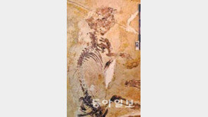 中서 1억6000만년전 신종화석 발견… 공룡시대 포유류 다구치목 조상 추정