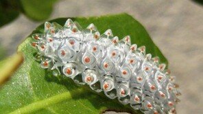 보석 젤리 벌레 “내 눈에만 징그러운 건가?”