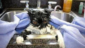 복수심 불타는 고양이…“가만있지 않겠어”